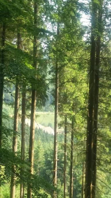 Forestier Du Moulin