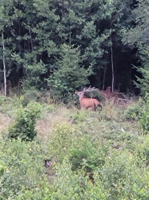 Forestier Du Moulin Appartement